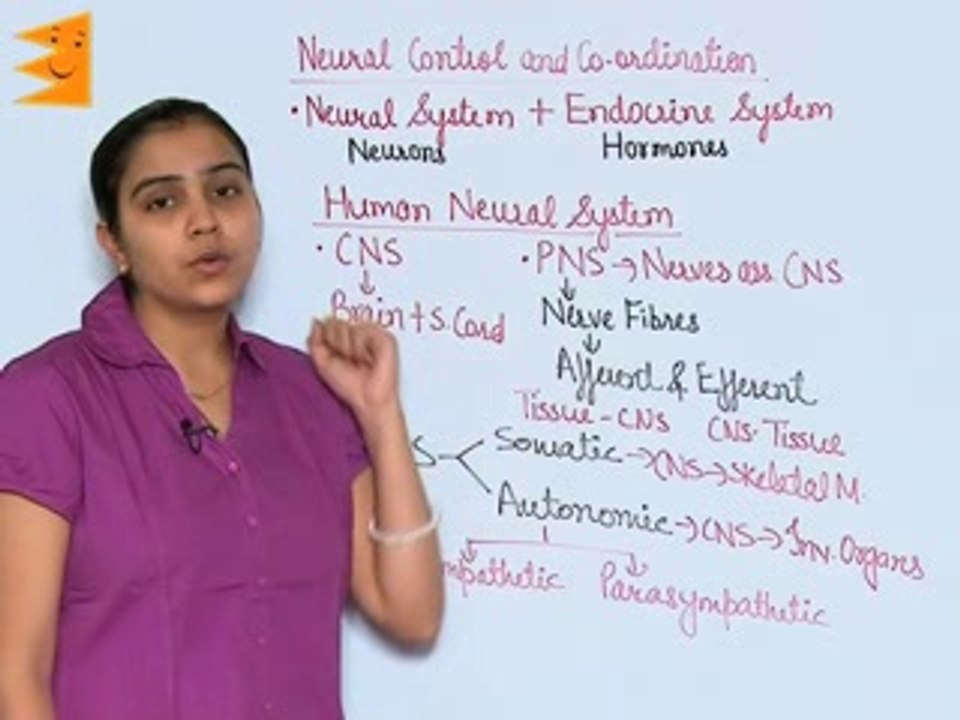 Neural control and coordination