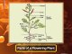 Morphology of Flowering Plants | Class 11 Biology