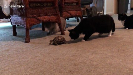 Cats cautiously approach turtle for the first time