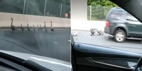 Yola Çıkan Kaz Sürüsünü Böyle Ezdi