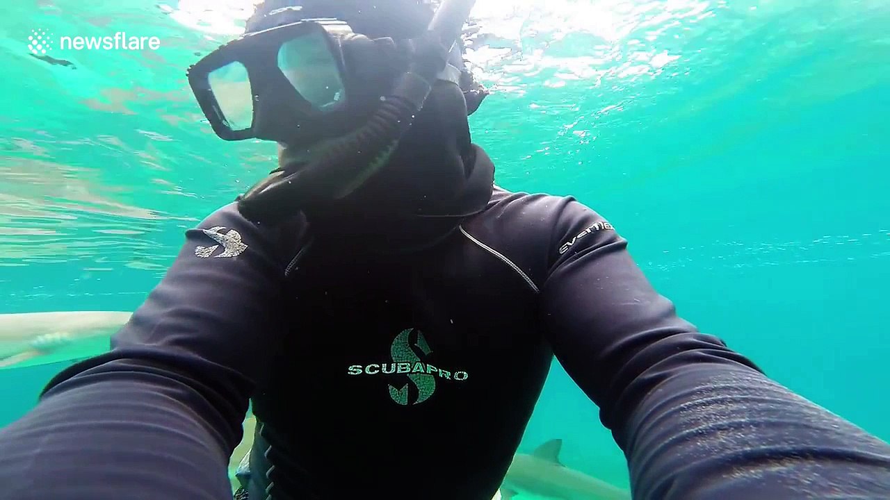 Fearless man dives into shark infested waters off the Bahamas