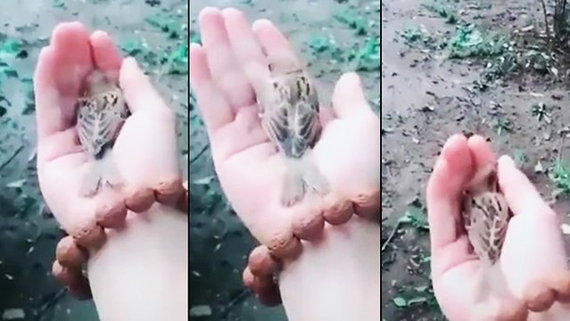 Un oiseau qui aime les mains de son protecteur