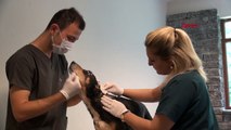 Kulakları kesilen, sırtında yanık bulunan köpeğe tedavi