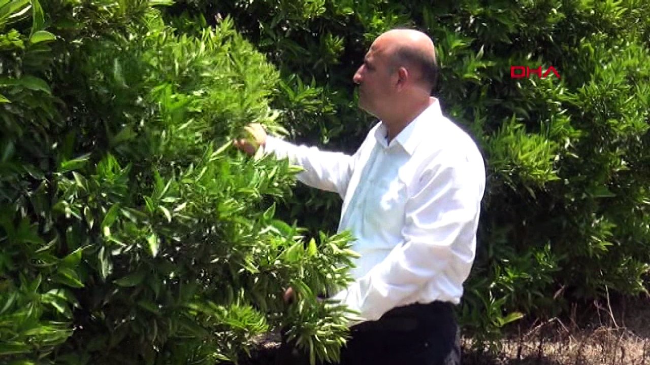 Narenciyede yüzde 40 rekolte kaybı bekleniyor