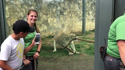 Tir à la corde entre une lionne et 3 hommes à San Antonion, Texas.