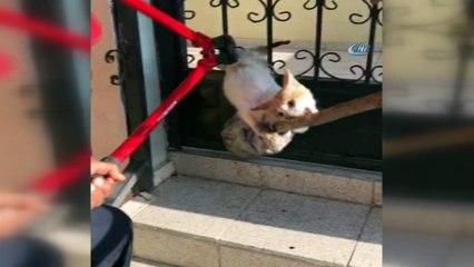 Demir kapıya sıkışan kedi böyle kurtarıldı