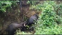 Villagers cheer as wild elephant rescues friend after falling into 20-foot-deep well