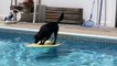 Clever dog crosses pool using bodyboard