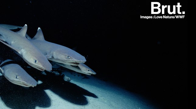 Comment les requins détectent-ils leurs proies ?