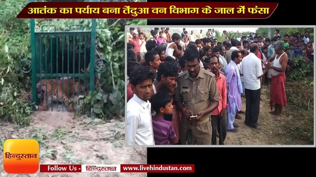 5 माह से आतंक का पर्याय बना तेंदुआ वन विभाग के जाल में फंसा