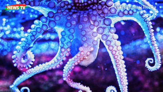 Bạch tuộc có thể là sinh vật ngoài hành tinh