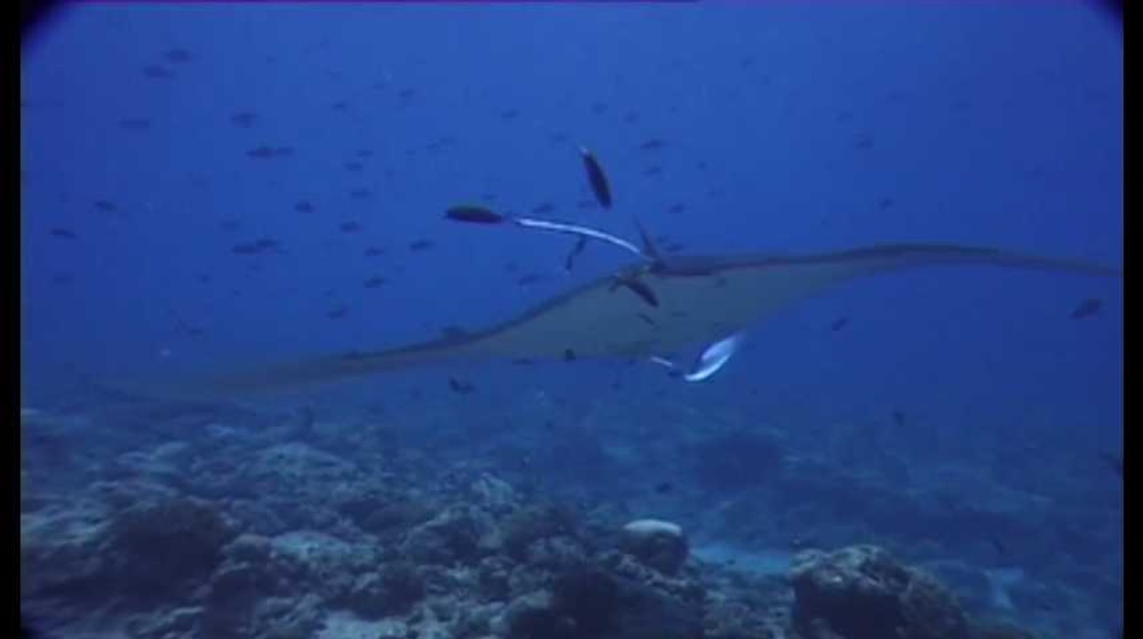 La Raie manta, géant de l'océan
