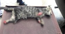 Bursa'da 4 Ayağı Kesilmiş Yavru Kedi Ölüsü Bulundu