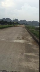 Des centaines de canards sur une route