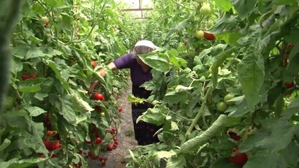 Shkodër, domatet hidhen pa u shitur - Top Channel Albania - News - Lajme