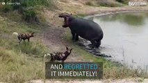 Angry hippo scares off pack of wild dogs
