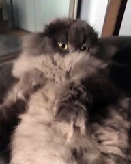 My cat look to u with shocked eyes