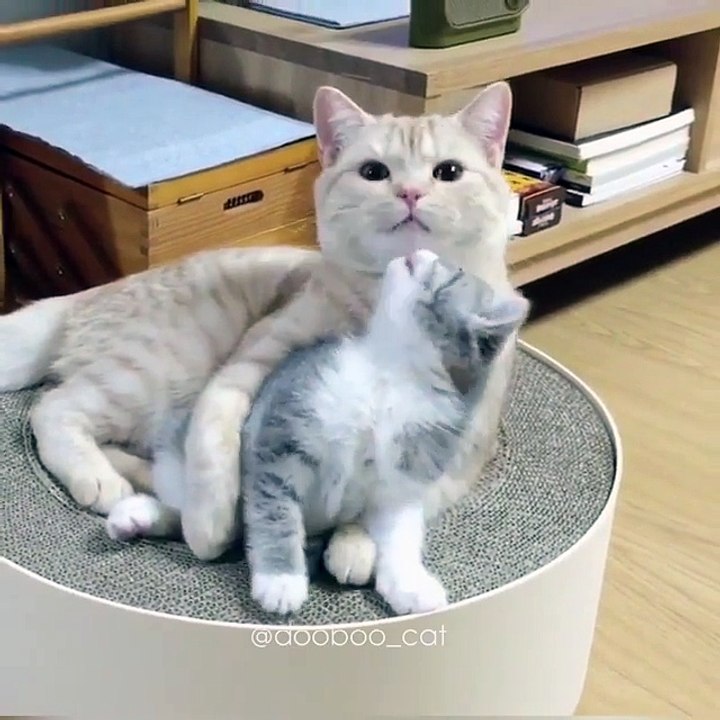 little kitties and her Mom hower her