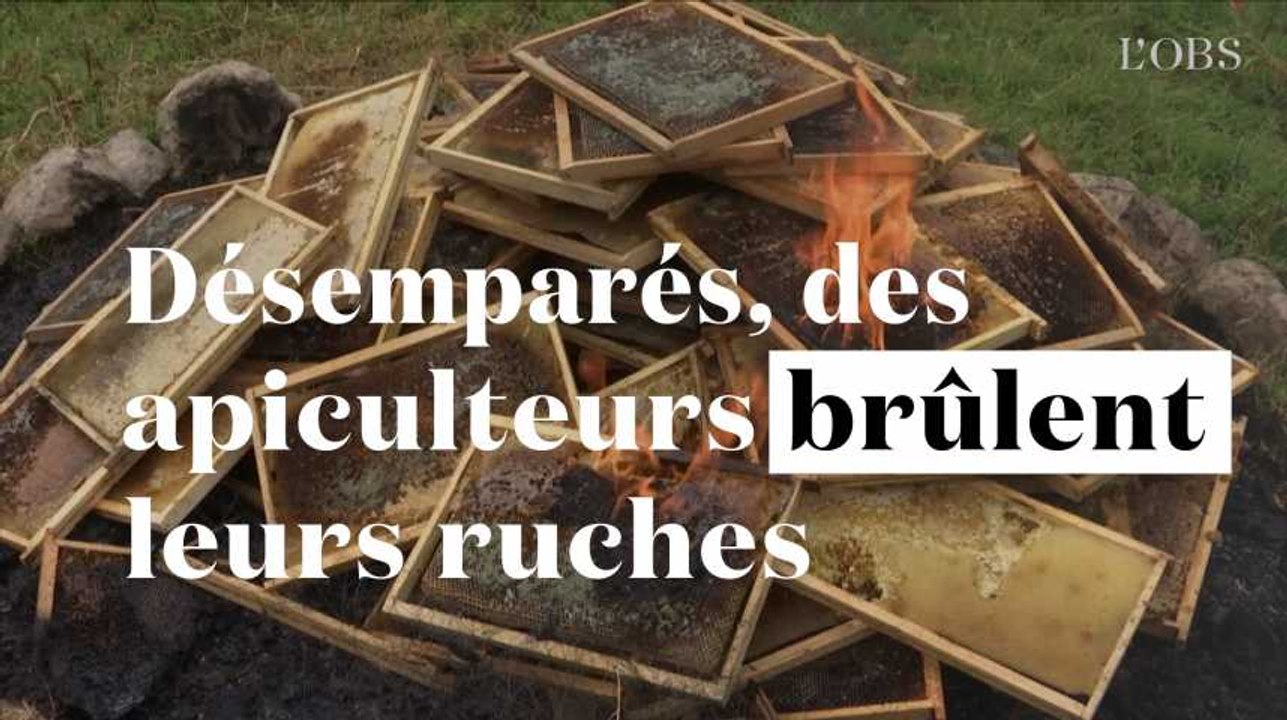 Abeilles menacées : désemparés, ces apiculteurs brûlent leurs ruches