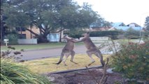 Kangaroos Get Some Morning Exercise