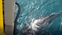 Big Blue Whale Near Hera Platform | Anam jaan