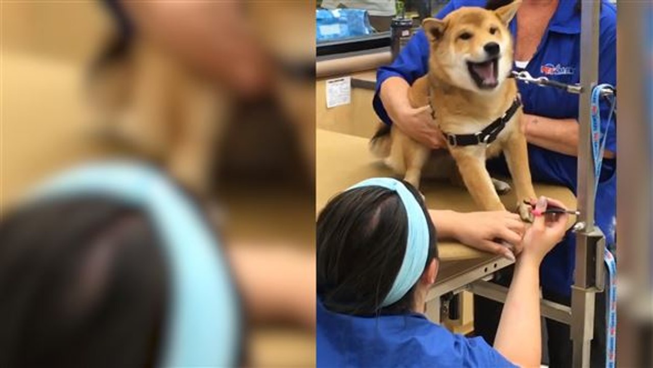 hund hat kalte pfoten