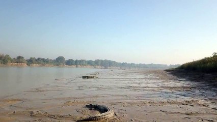 Des crocodiles prennent le soleil