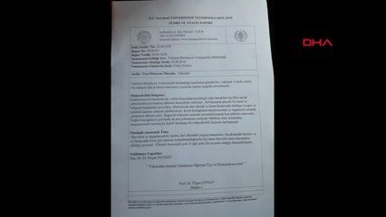 Bursa'da 4 Ayağı Kesilmiş Yavru Kedi Ölüsü Bulundu