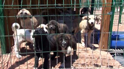 Sivas'ta Hayvanlara Yapılan 5 Yıldızlı Otel Havadan Görüntülendi-iha