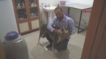 Karaman Karaman'da İki Köpeğe Şiddet İddiası
