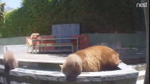 Piscine pour ces bébé Oursons avec leur mère dans le jardin !