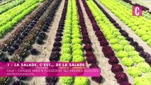 La salade, et ses idées reçues diététiques