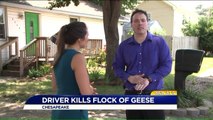 Truck Driver Accused of Intentionally Hitting Flock of Geese, Killing Them