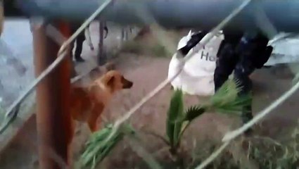 Polícia arrisca a própria vida para salvar cão de um autêntico inferno