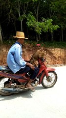 Monkey Rides Motorcycle