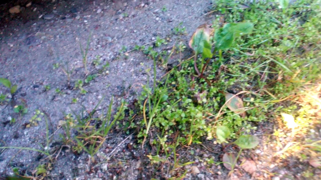 Hedgehog Rescue
