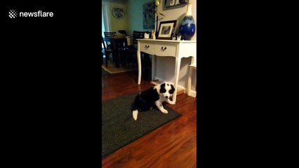 Determined dog escapes playpen at Maine home