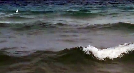 Squali avvistati sulla riva in Puglia, bagnanti escono dall'acqua impauriti