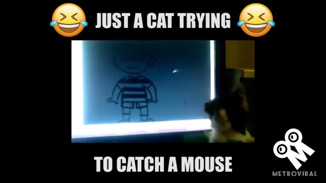 Funny Cat | Cat Trying To Catch A Mouse