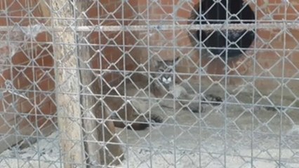 Los pumas rusos 'Messi', 'Neymar' y 'Luis Suárez'