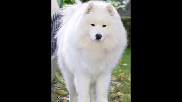 beautiful samoyed dogs