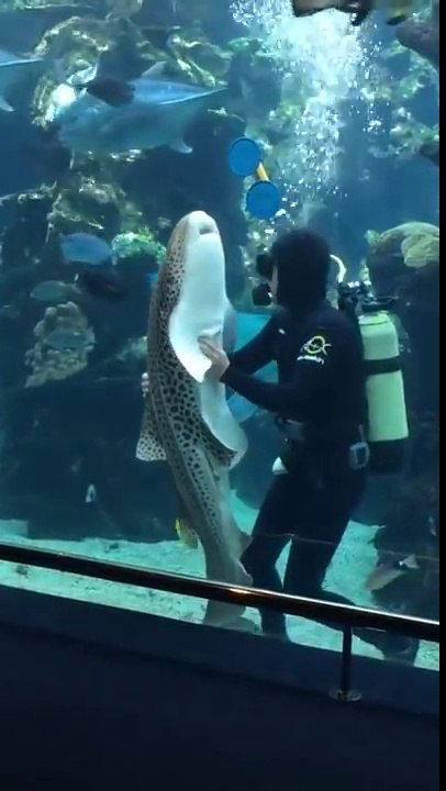 Un requin un peu collant avec le plongeur qui n...