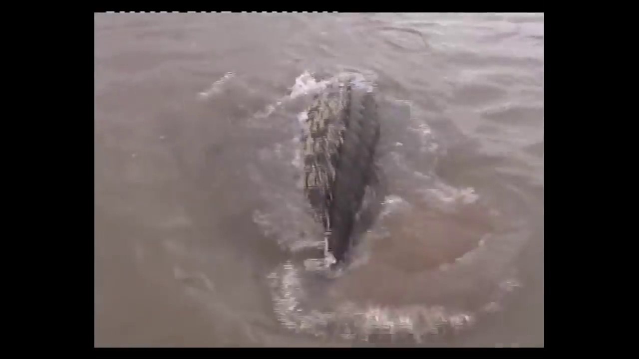 Ne jamais pecher dans des eaux troubles... Surtout si il y a des crocodiles