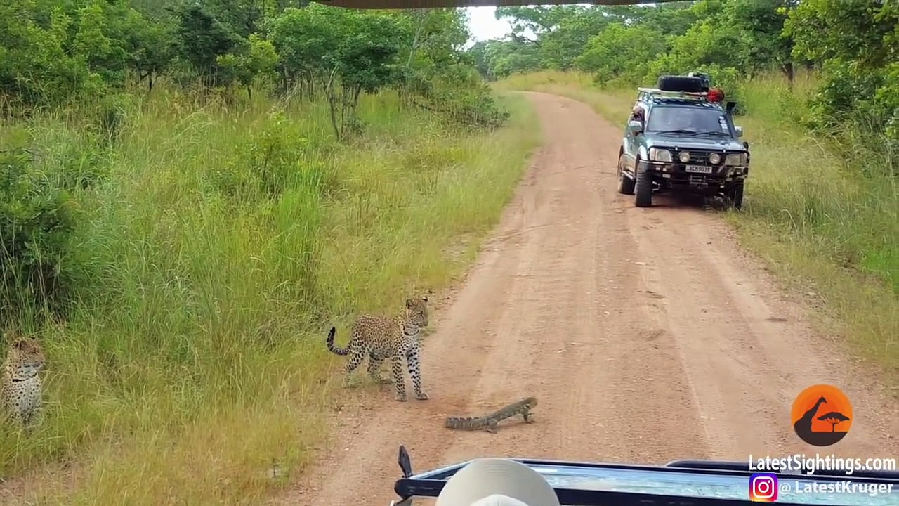 Ce lézard est bien décidé à tenir tête à un léopard... à coup de queue