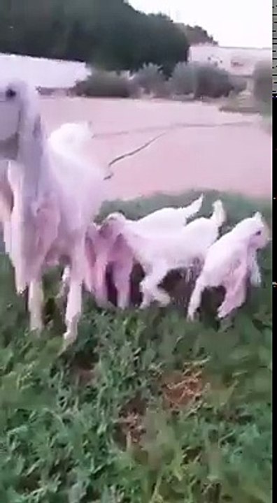 Regardez la taille des oreilles de ce mouton et de ses bébés