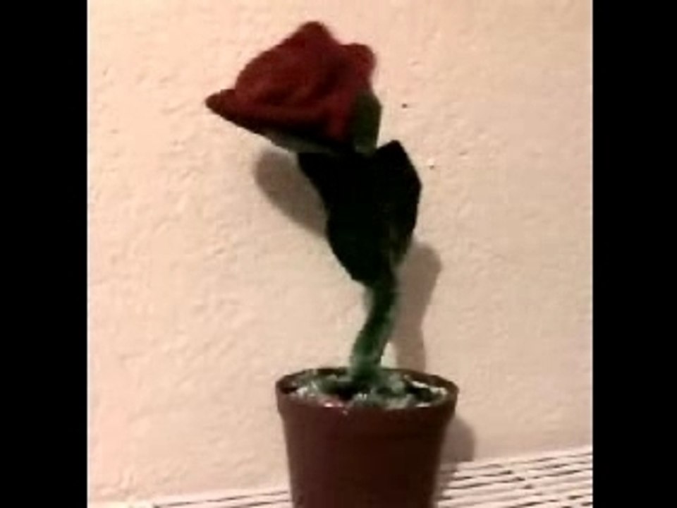 ROSE MUSICAL AUTOMATE 30 CM