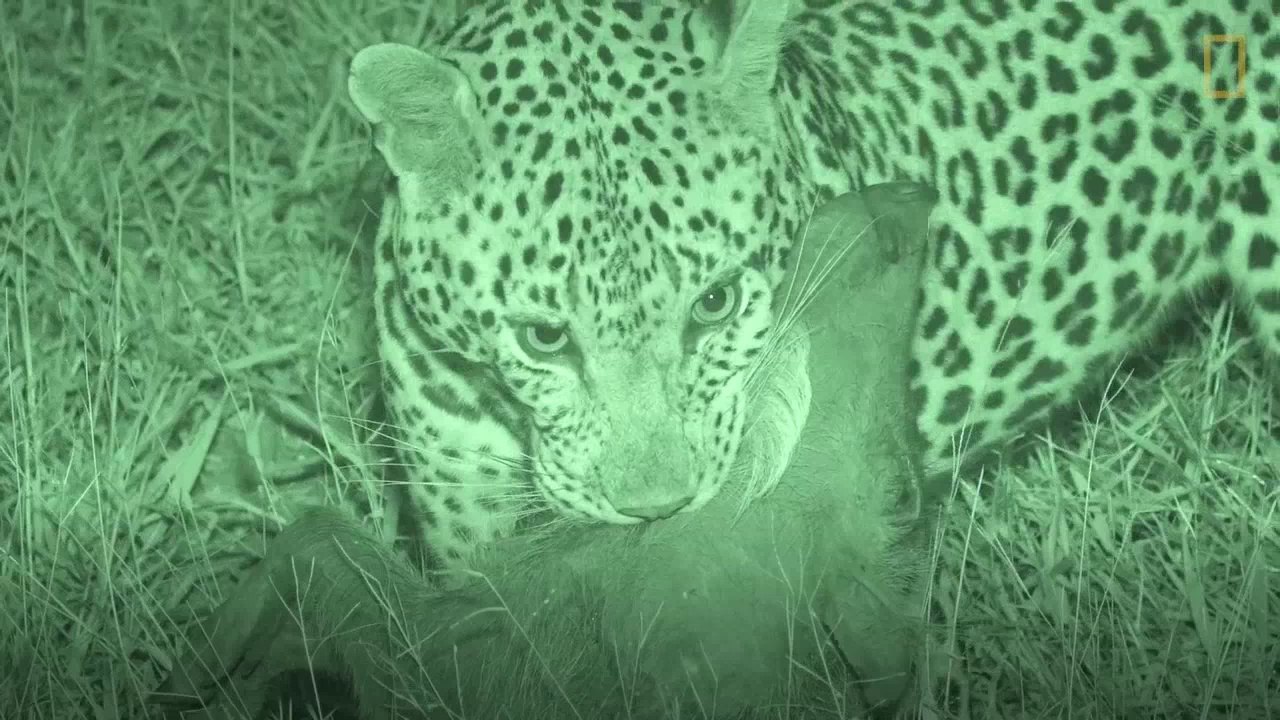 Veja um leopardo caçando um javali-africano totalmente desprevenido