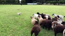 Ce chien de berger ne parvient pas à maîtriser ce troupeau