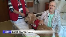 Nurses Say Therapy Dogs Help Patients Heal Faster