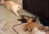 Brave Kitten Plays With Sleeping Puppy's Ear